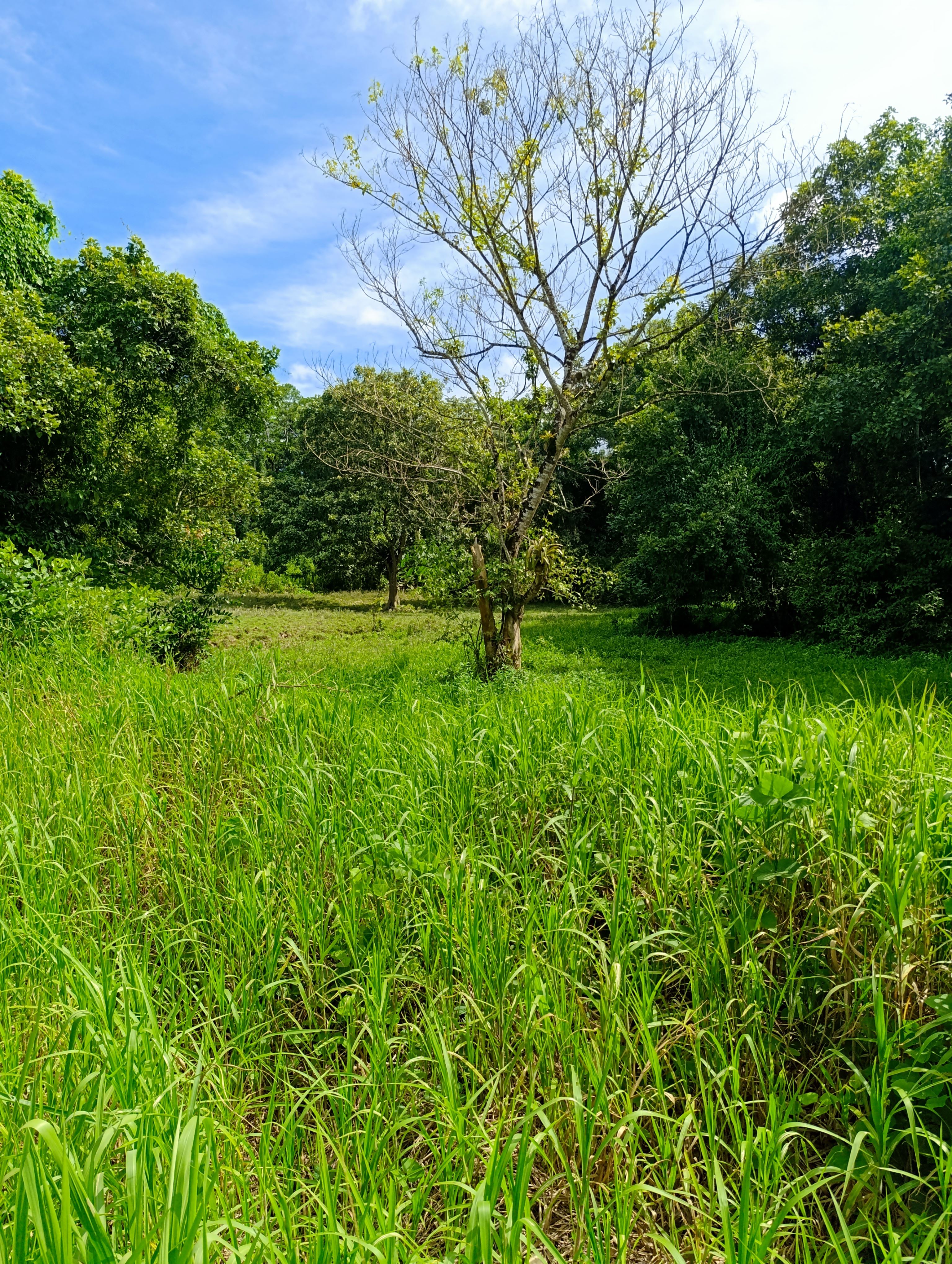 RE/MAX real estate, Trinidad and Tobago, Rio Claro, 14 acres of raw land in Ecclesville, Rio Claro