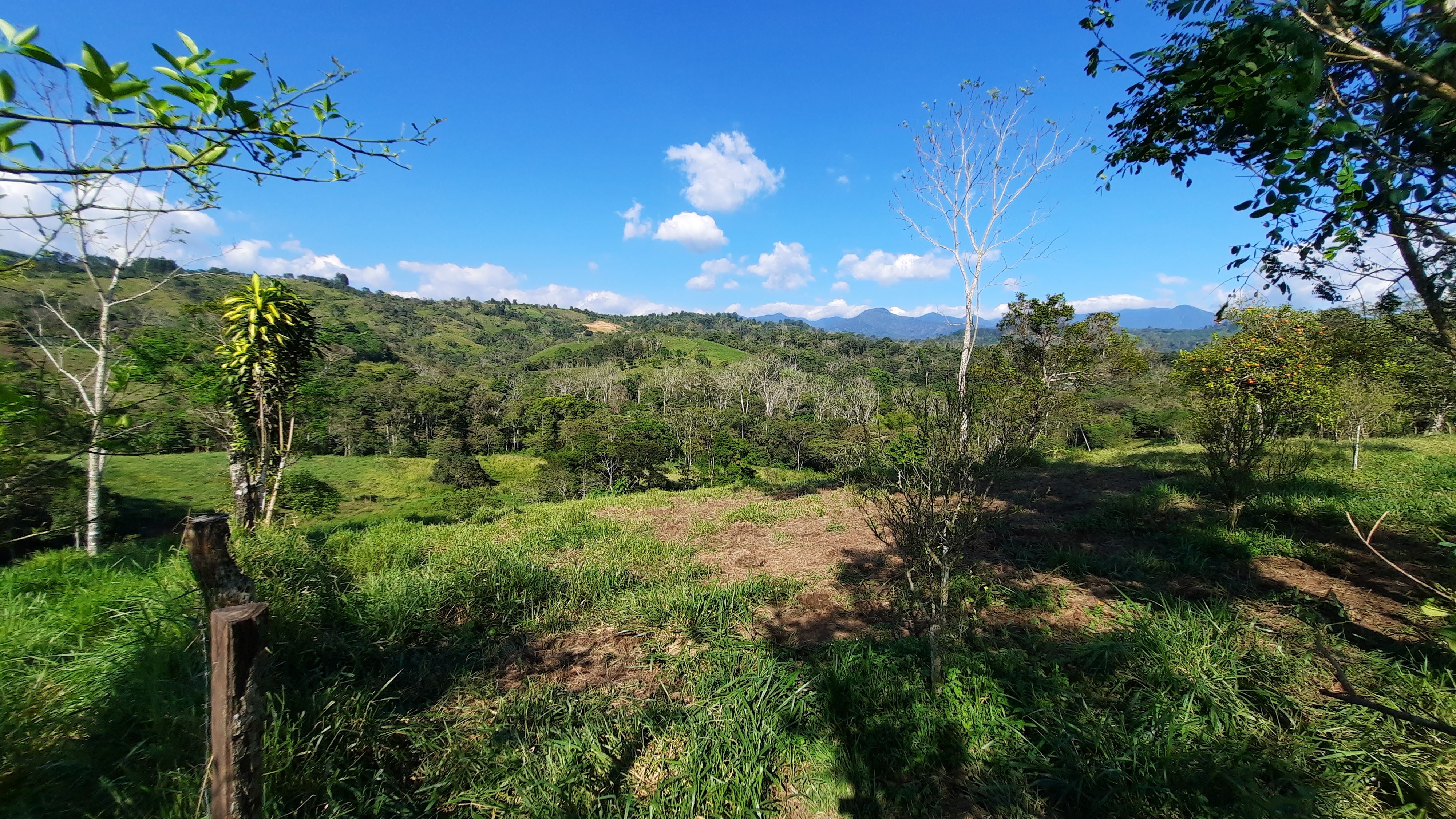 Agricultural Property for Sale in Renacimiento, Monte Lirio, Palmarito