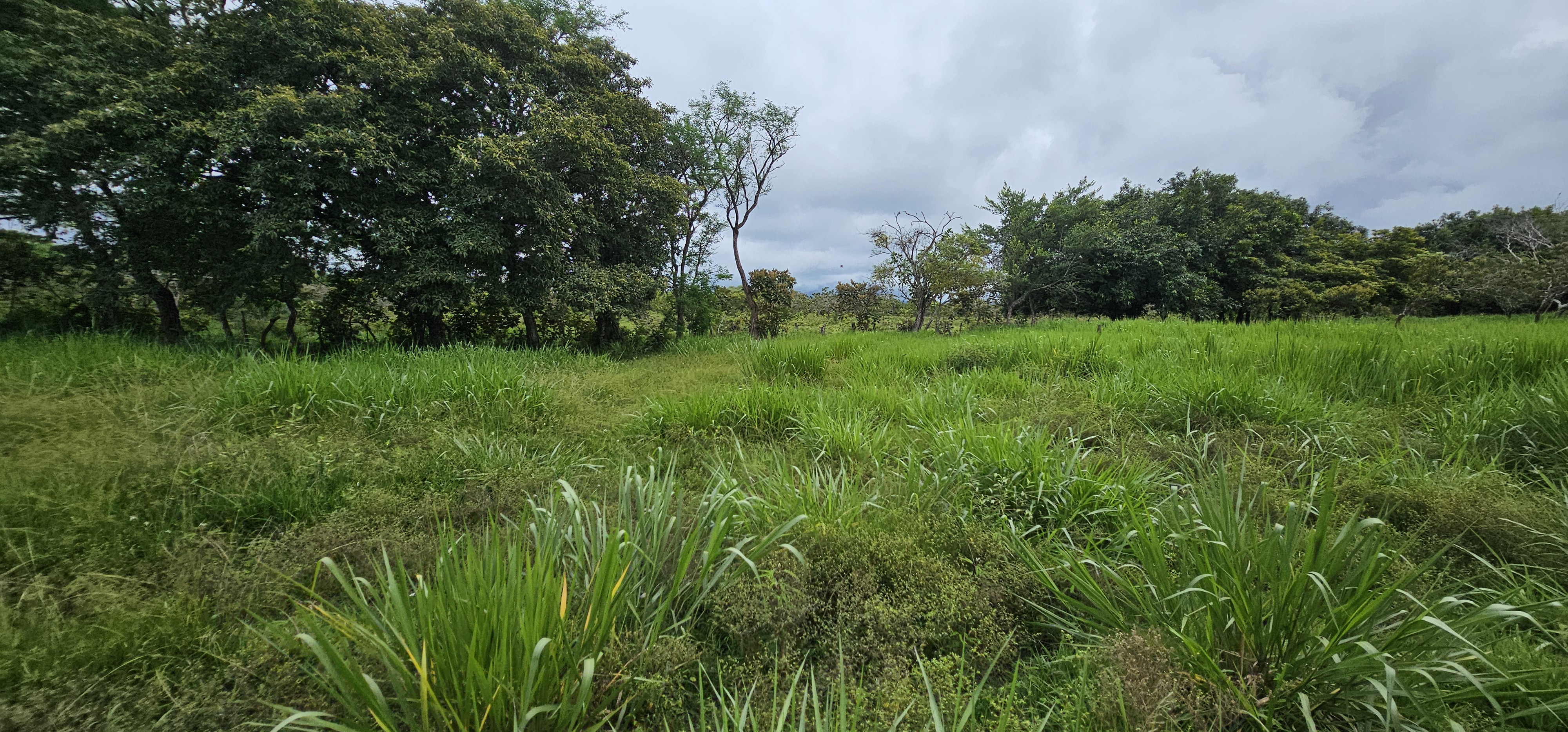 Lot 2 14 Acre Cattle Farm For Sale In Chiriquí