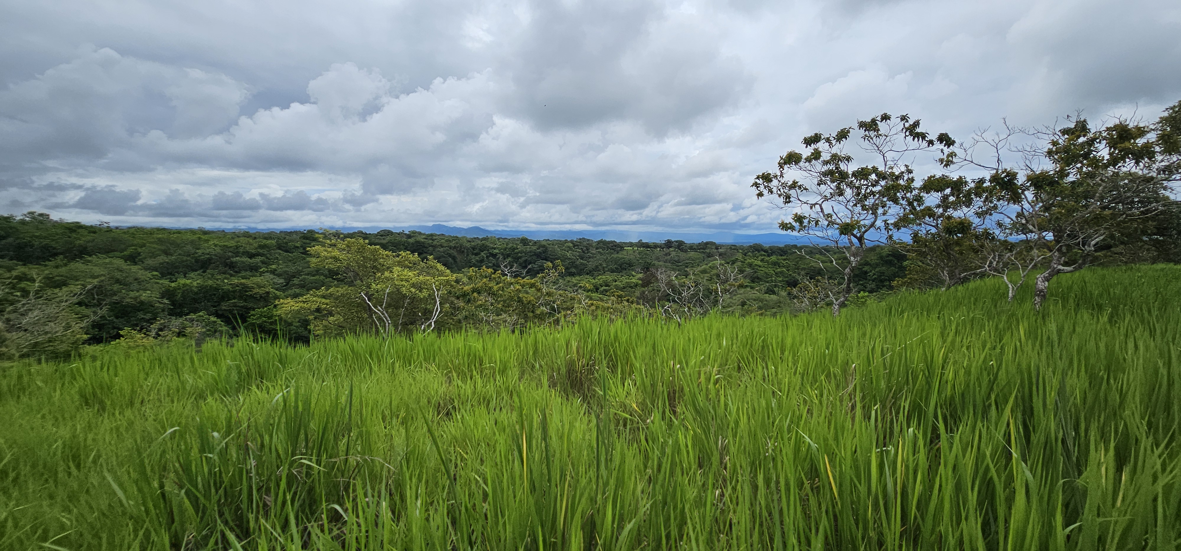 Lot 3 64 Acre Cattle Farm For Sale In Chiriquí