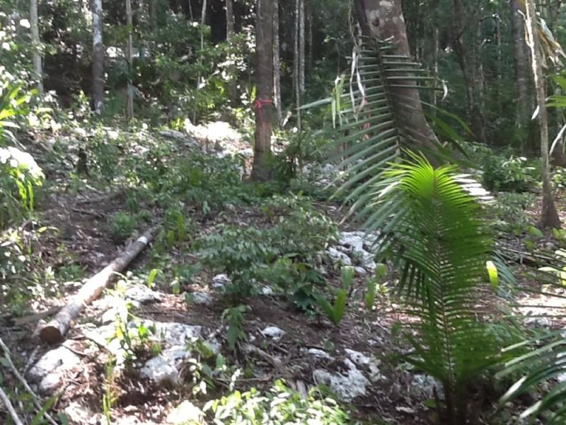 #2227 – A RESIDENTIAL LOT ON A RAINFOREST ECO-DEVELOPMENT