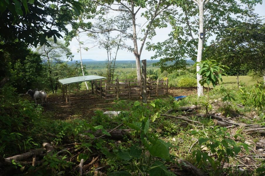 Serene Lot in Palmar Sur: Explore the Possibilities and Invest in Your Future.