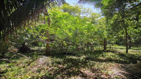 El Bosque Encantado - Barco Quebrado Costa Rica